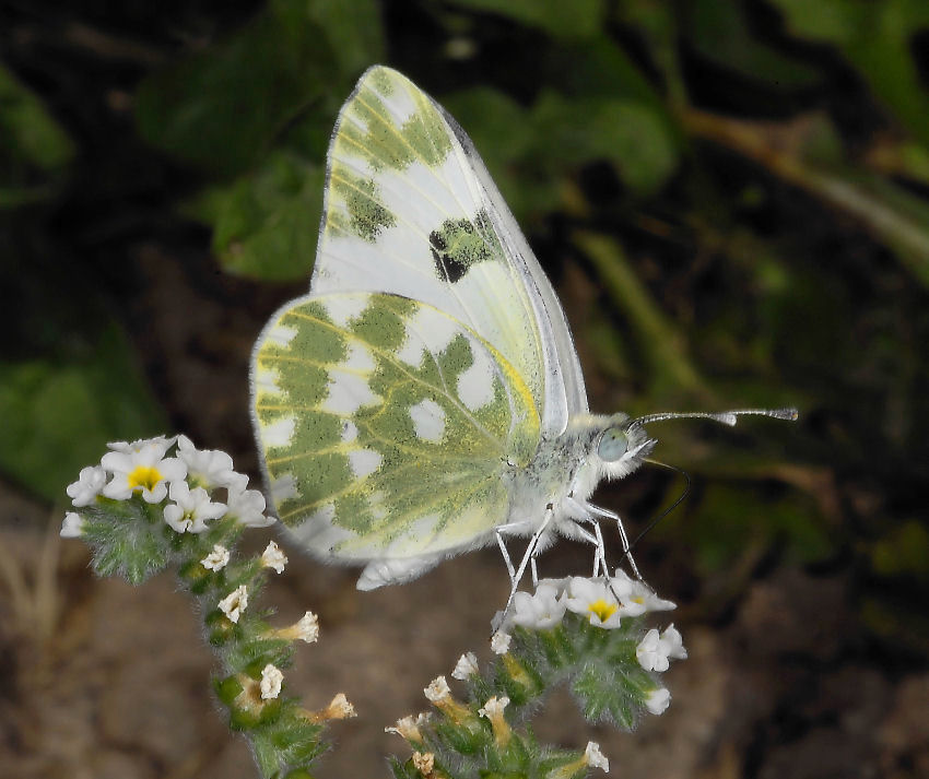 Farfalla